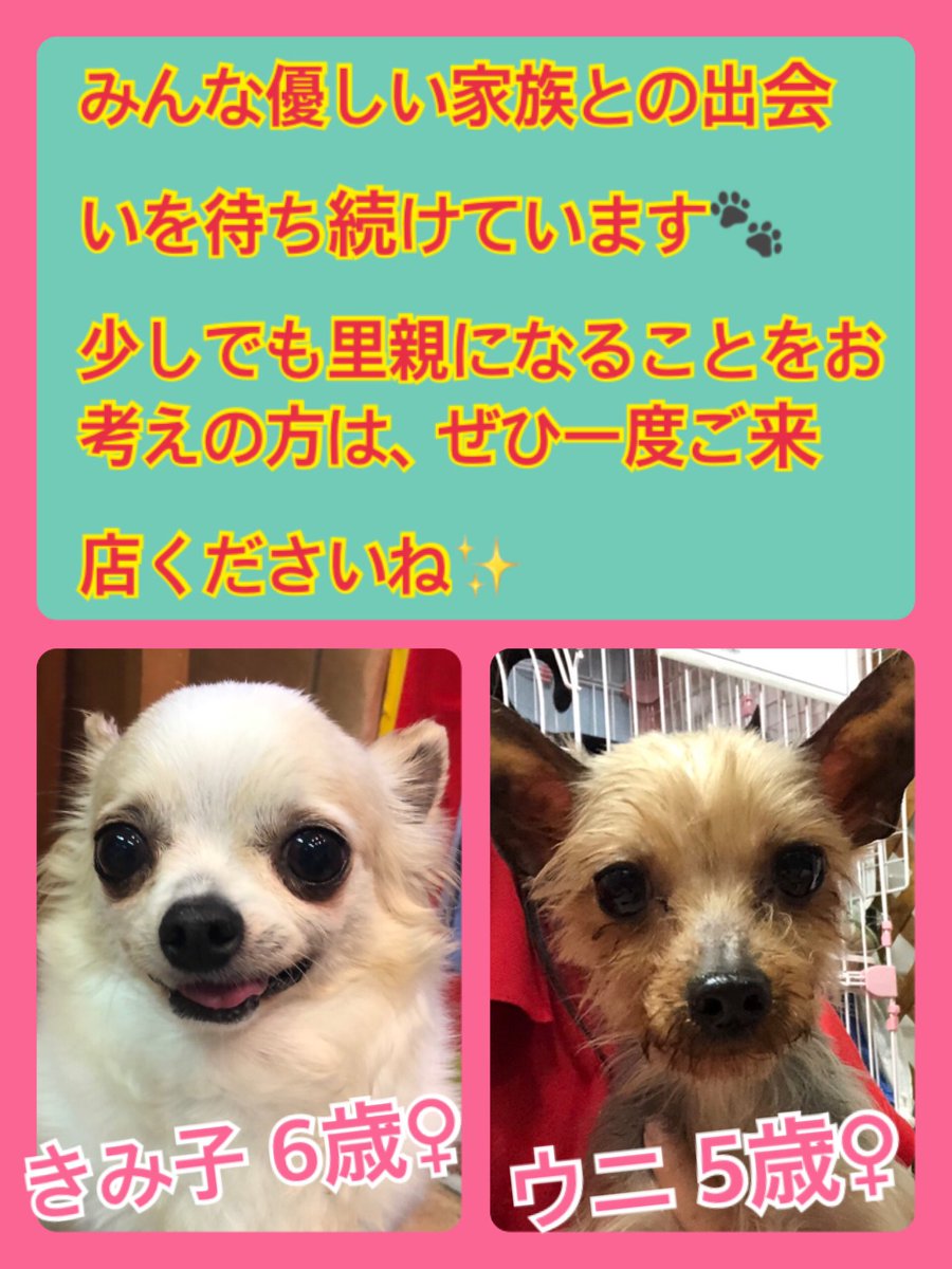 🐾今日の里親様募集中ワンコ🐶メンバーです🐾2020,6,2